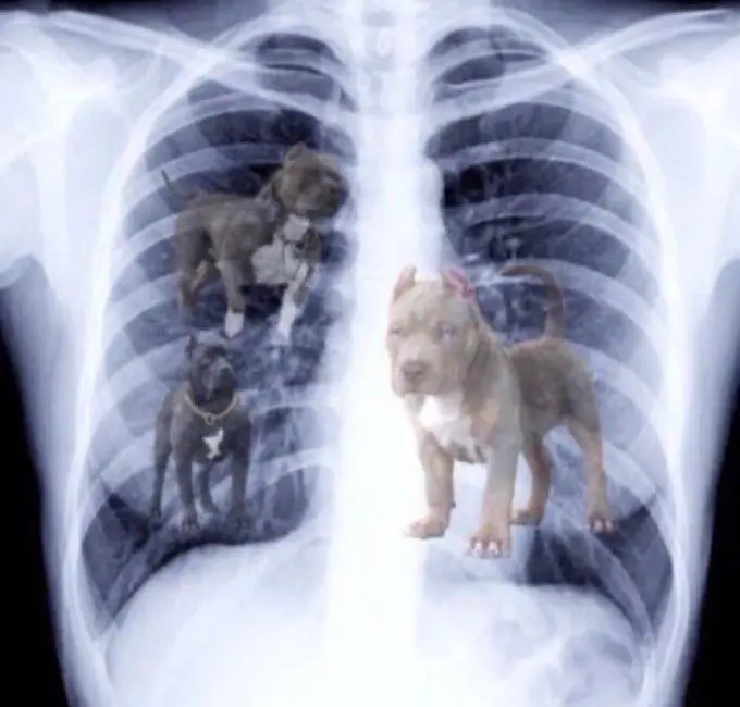 An X-ray result with images of three dogs